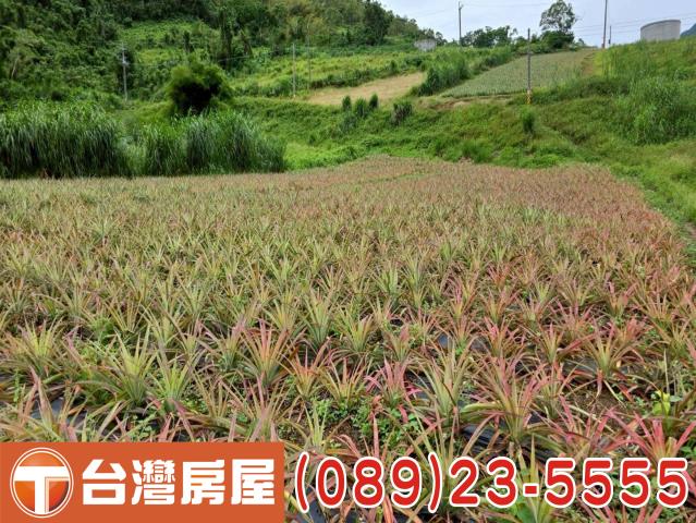 延平農地-8