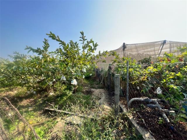 高雄燕巢農地-7