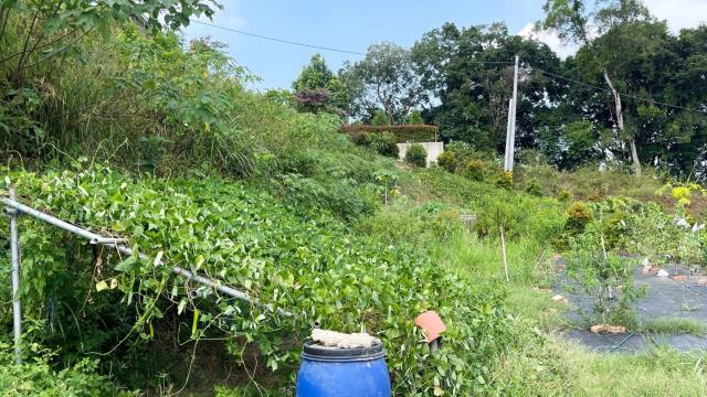 新竹寶山農地-12