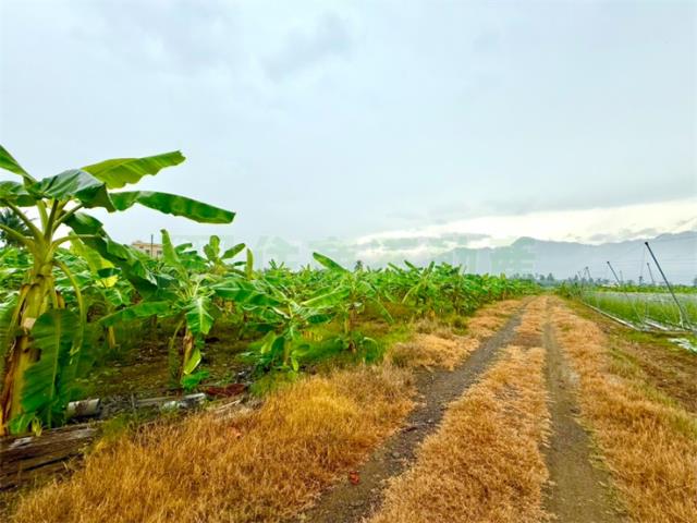 高雄旗山農地-6