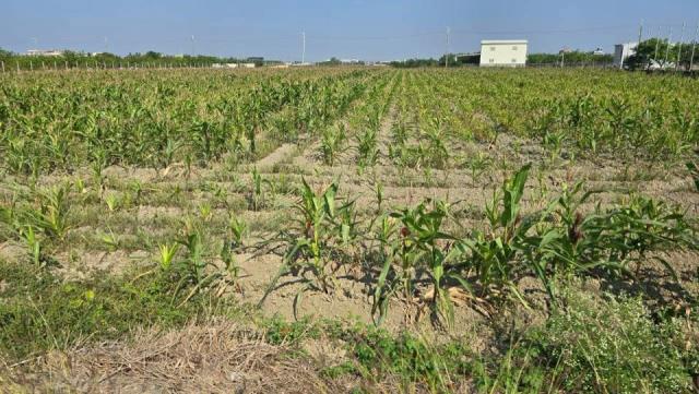 台南麻豆農地-2