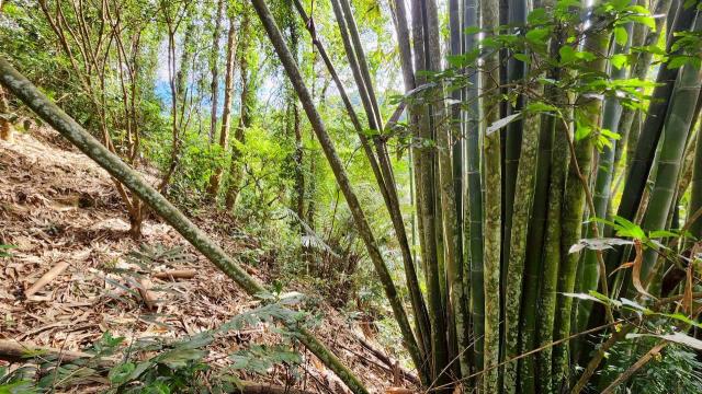 新竹北埔農地-13