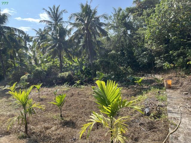 高雄旗山農地-5