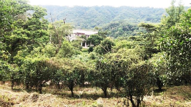 新竹關西農地-13