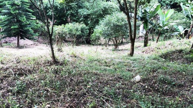 新竹關西農地-9