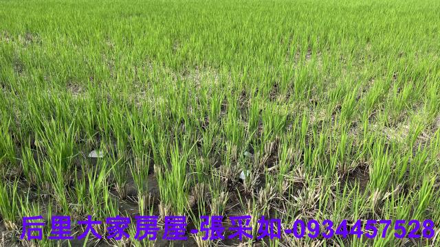 目前種植農作物~1