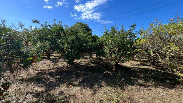 苗栗頭份農地-14