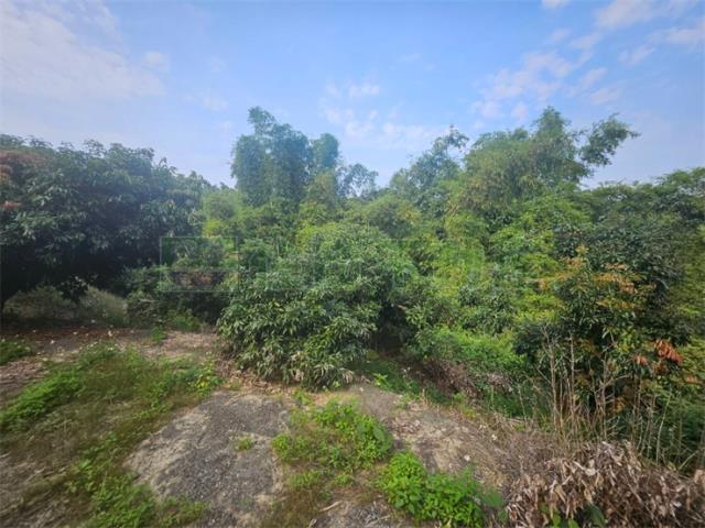 高雄大樹農地-14