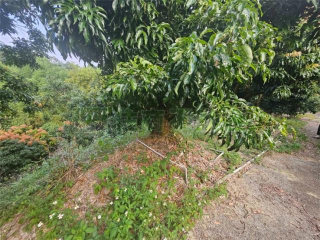 高雄大樹農地-2