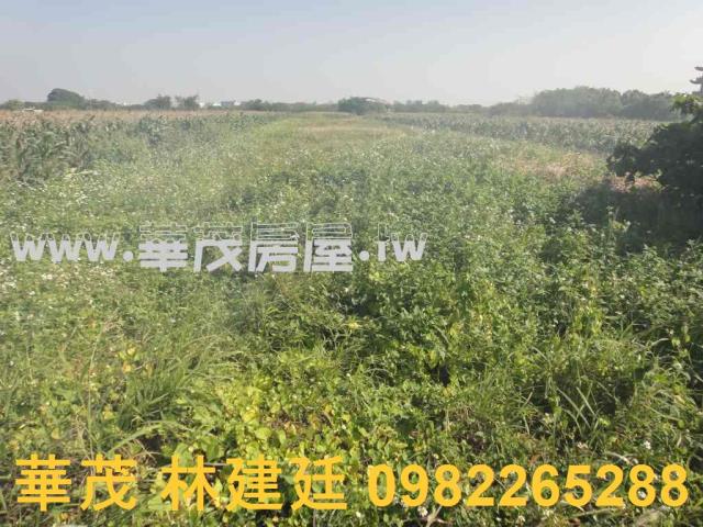 將軍法拍農地-8