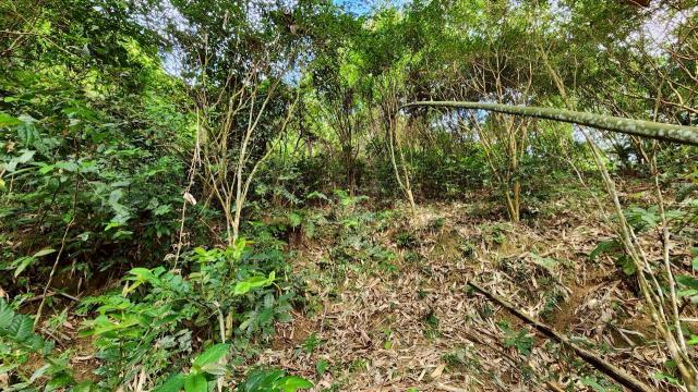 新竹北埔山坡地-4