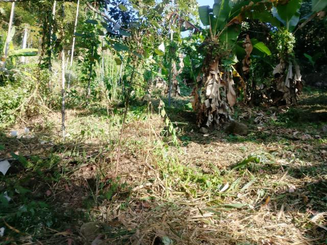 台中太平農地-7