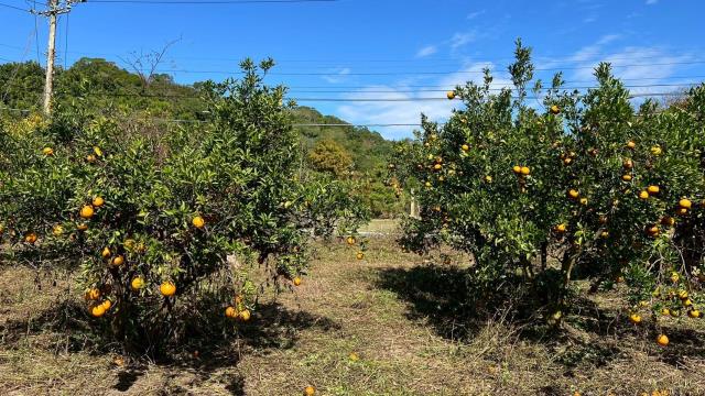 苗栗頭份農地-15