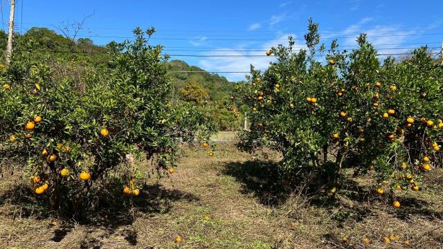 苗栗頭份農地-5