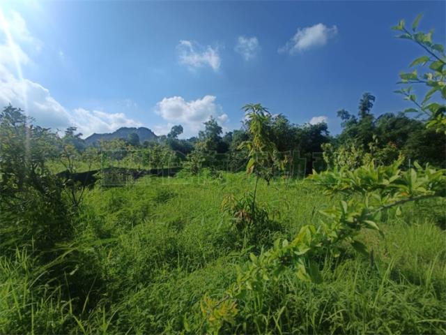 高雄大社農地-13