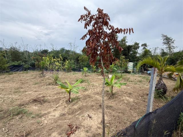 高雄大社農地-4