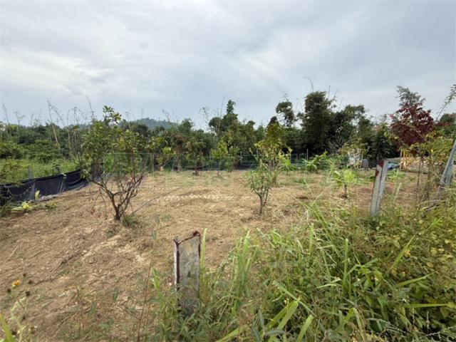 高雄大社農地-8