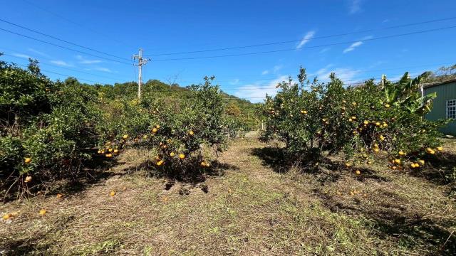 苗栗頭份農地-10
