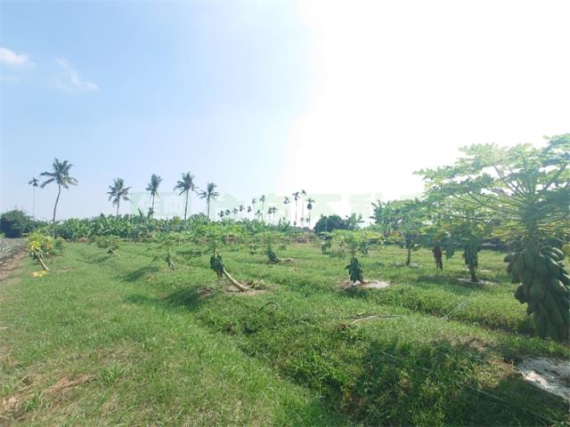 大樹農地-10