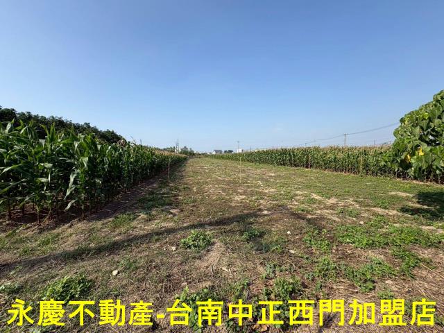 鹽水農地-10