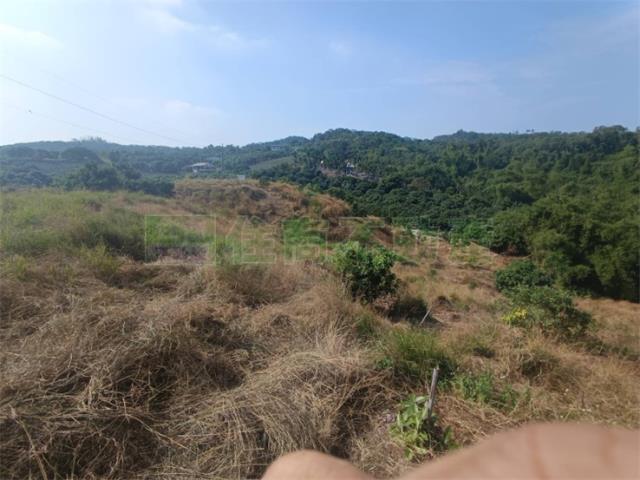 高雄大樹農地-7