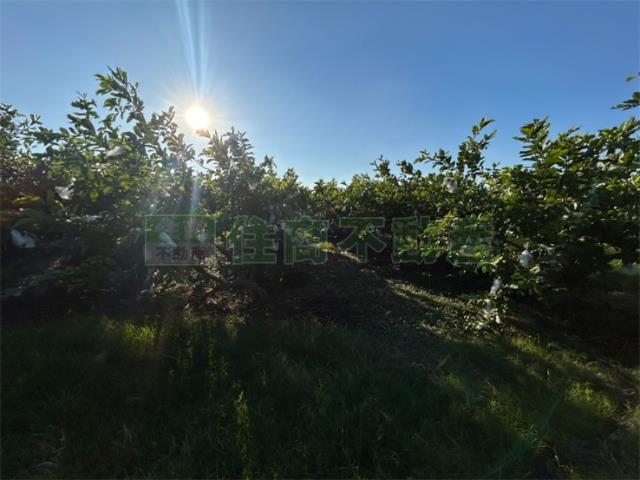 高雄美濃農地-5