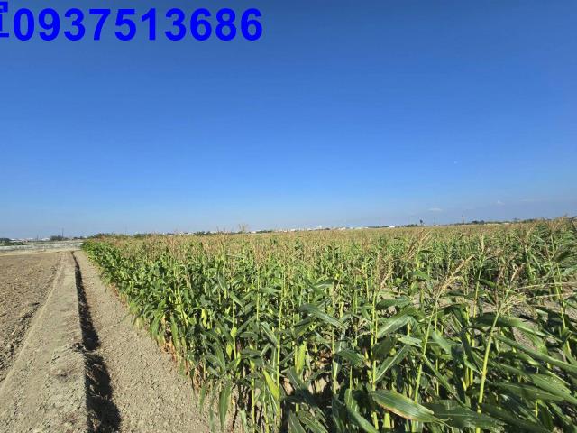 嘉義新港農地-10