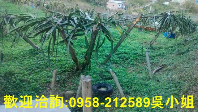 新竹新埔山坡地-6