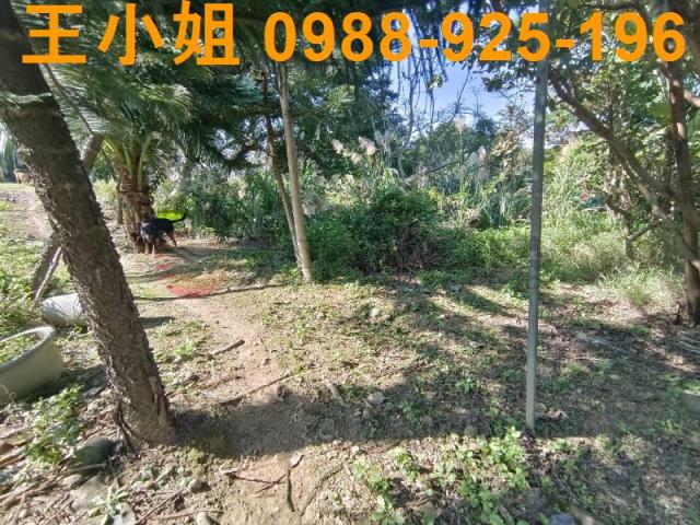 桃園桃園區農地-3