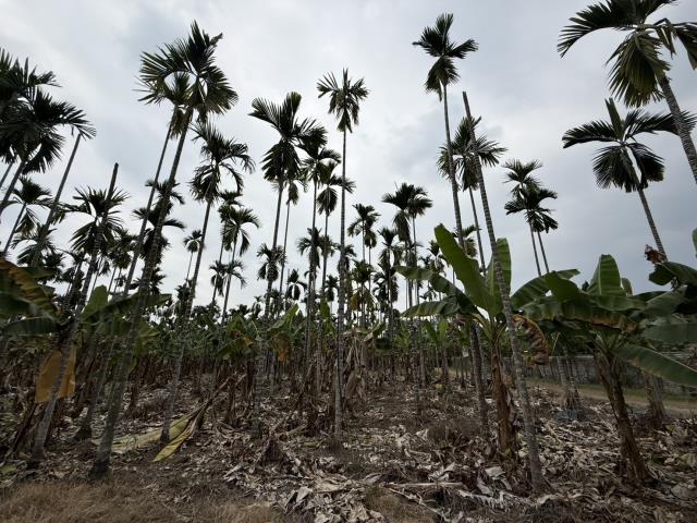 屏東內埔農地-4