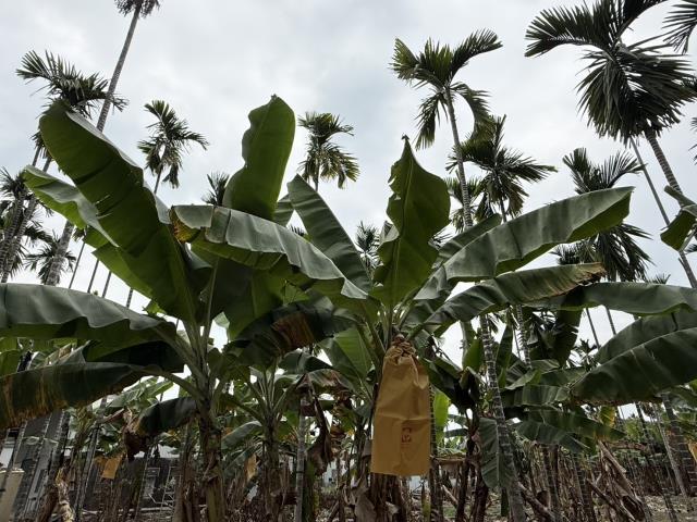 屏東內埔農地-5