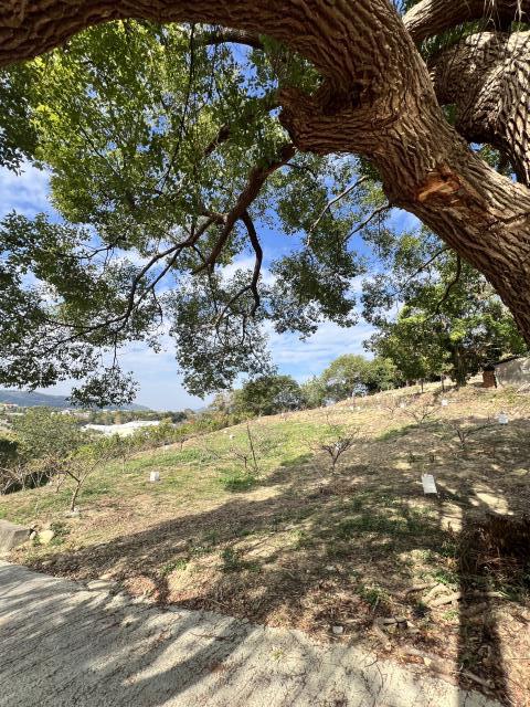 東勢農地-4