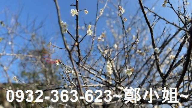 桃園大溪農地-4