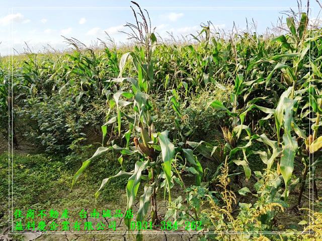 昭明國中旁2.9分農