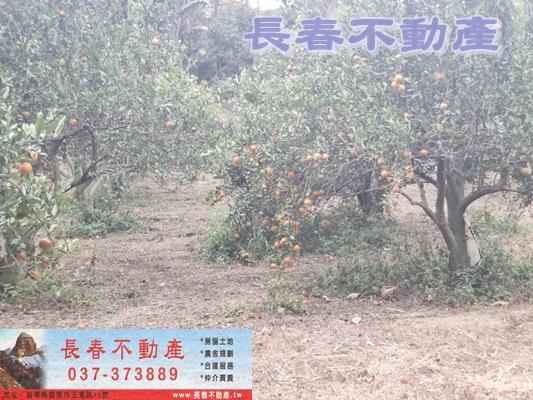 苗栗頭屋農地-3