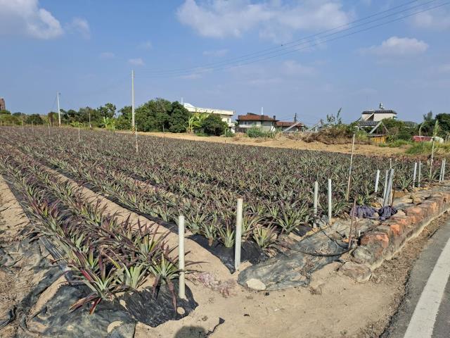 高雄農地-6