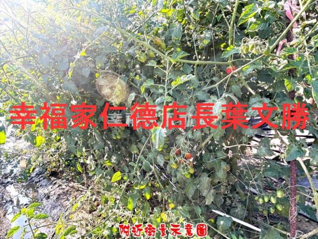 台南麻豆農地-2