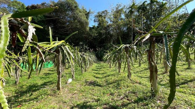 新竹峨眉農地-3