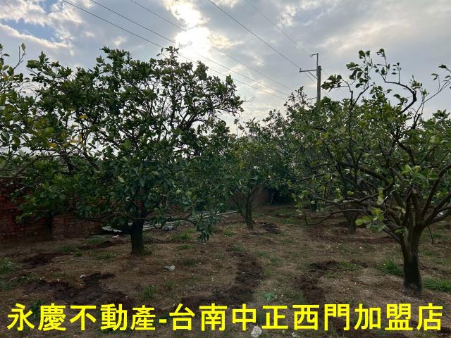 台南麻豆農地-6