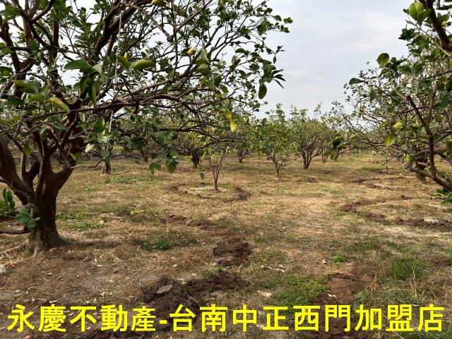 台南麻豆農地-8