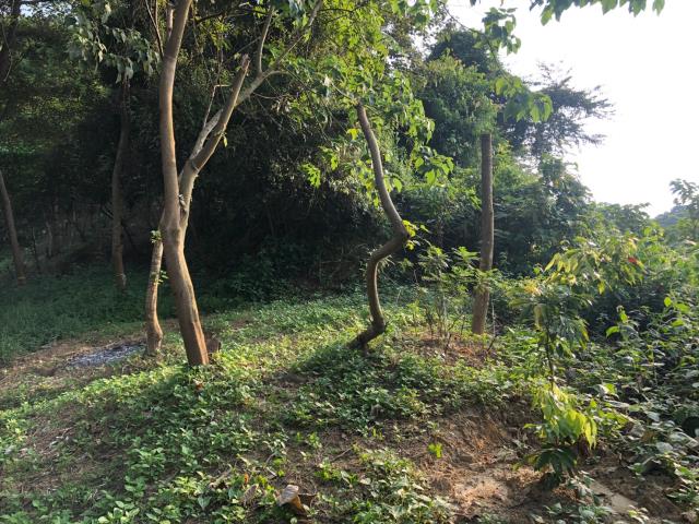 台中太平農地-9