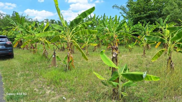 台南左鎮農地-7