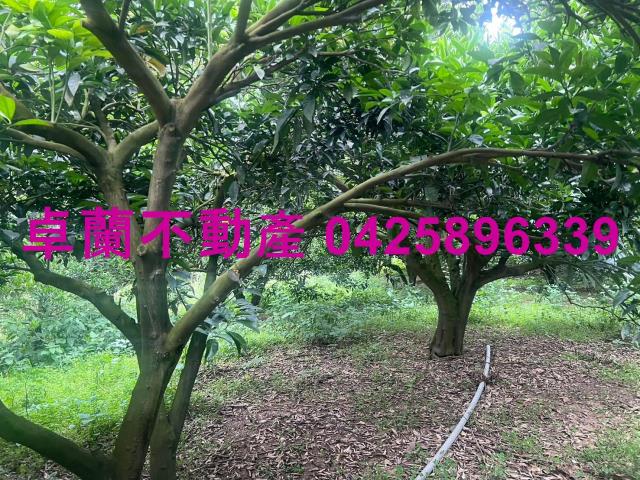 苗栗卓蘭農地-2