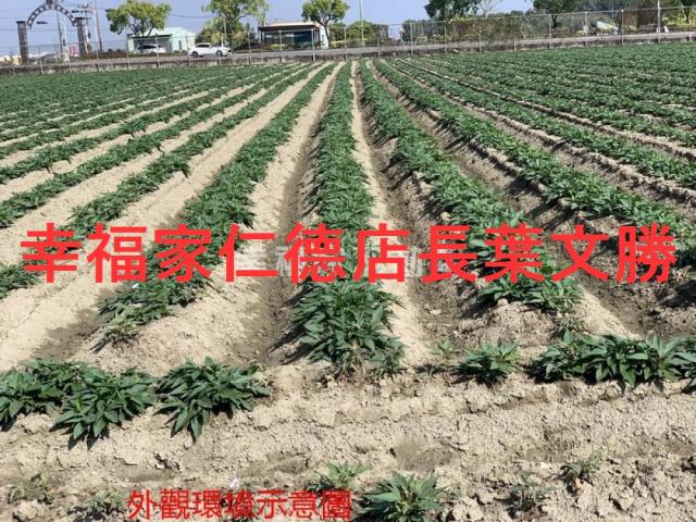 善化農地-15