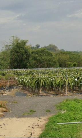 嘉義中埔農地法拍-5