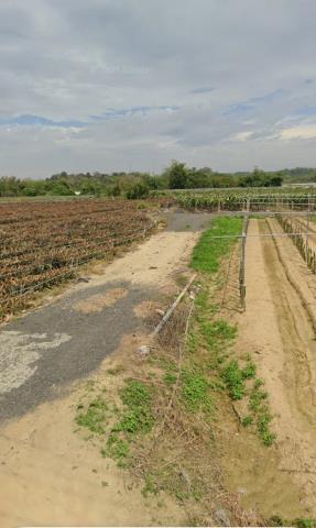 嘉義中埔農地法拍-6