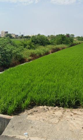 新港農地法拍-11