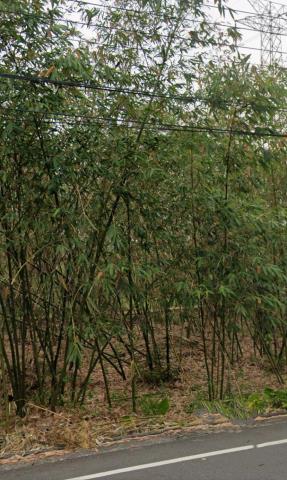 梅山法拍農地-10