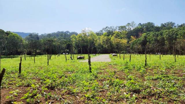 橫山農地-6