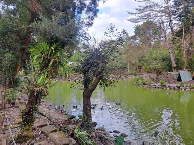 南投竹山農地-2